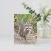 Raccoon Briefkaart (Staand voorkant)