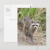 Raccoon Briefkaart (Voorkant / Achterkant)