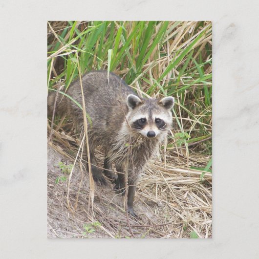 Raccoon Briefkaart (Voorkant)