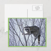 Raccoon Briefkaart (Voorkant / Achterkant)