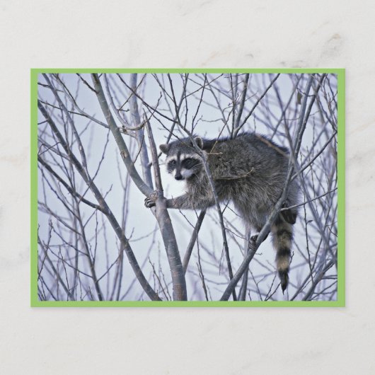 Raccoon Briefkaart (Voorkant)