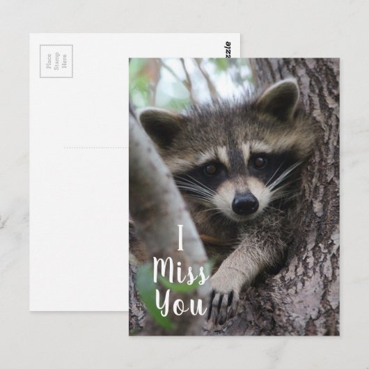 Raccoon Briefkaart (Voorkant / Achterkant)