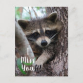 Raccoon Briefkaart (Voorkant)