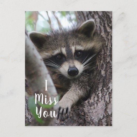 Raccoon Briefkaart (Voorkant)