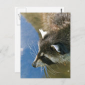 Raccoon Briefkaart (Voorkant / Achterkant)