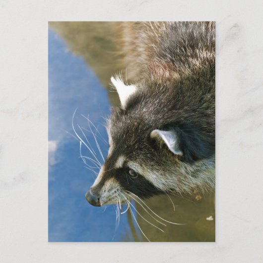 Raccoon Briefkaart (Voorkant)