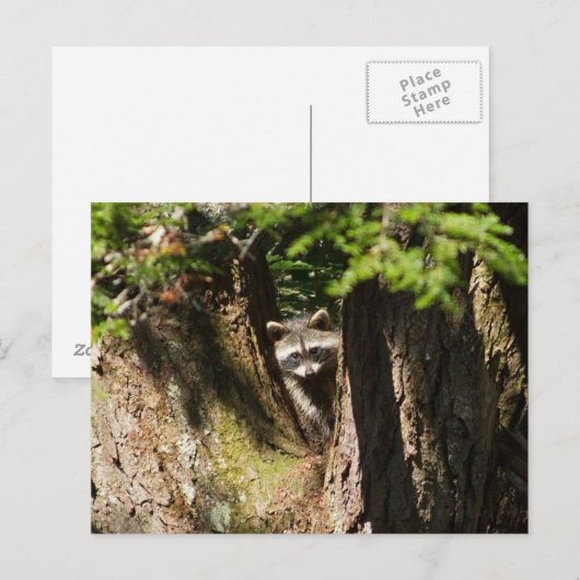 Raccoon Briefkaart (Voorkant / Achterkant)