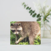 Raccoon Briefkaart (Staand voorkant)