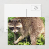 Raccoon Briefkaart (Voorkant / Achterkant)