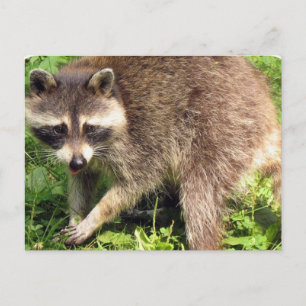 Raccoon Briefkaart
