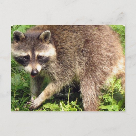 Raccoon Briefkaart (Voorkant)