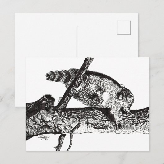 RACCOON BRIEFKAART (Voorkant / Achterkant)