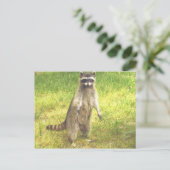 Raccoon Briefkaart (Staand voorkant)
