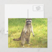 Raccoon Briefkaart (Voorkant / Achterkant)