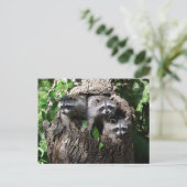 Raccoon - de drie amigos briefkaart (Staand voorkant)