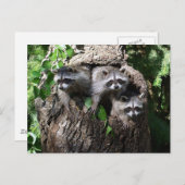 Raccoon - de drie amigos briefkaart (Voorkant / Achterkant)