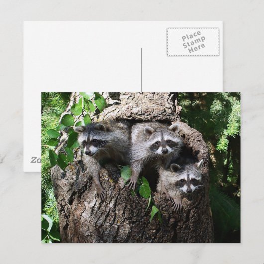 Raccoon - de drie amigos briefkaart (Voorkant / Achterkant)