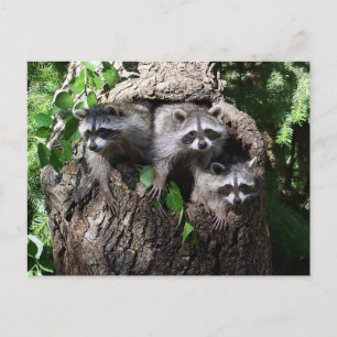 Raccoon - de drie amigos briefkaart