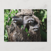 Raccoon - de drie amigos briefkaart (Voorkant)