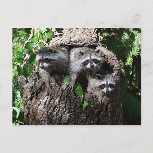 Raccoon - de drie amigos briefkaart (Voorkant)