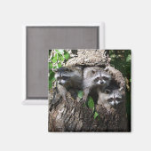 Raccoon - de drie amigos magneet (Voorkant / Achterkant)