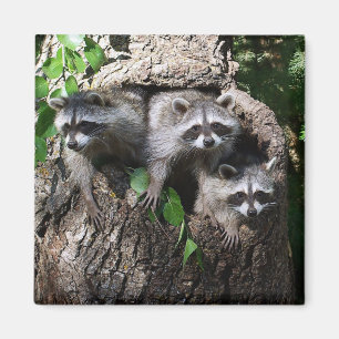 Raccoon - de drie amigos magneet