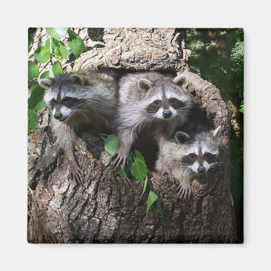 Raccoon - de drie amigos magneet (Voorkant)