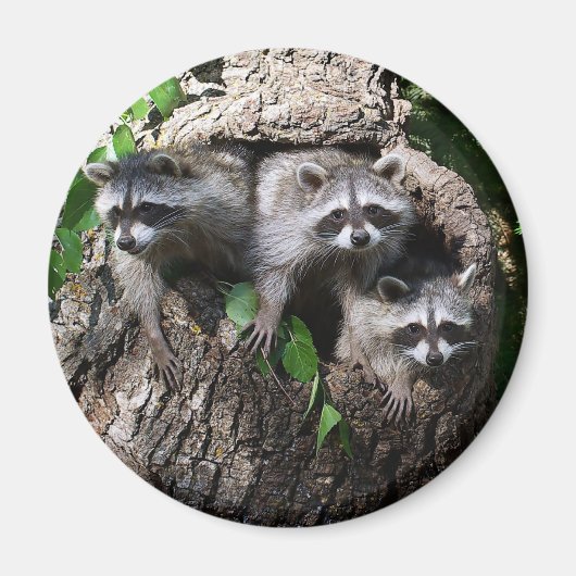 Raccoon - de drie amigos magneet (Voorkant)