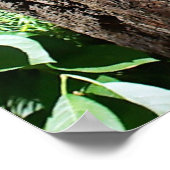 Raccoon - de drie amigos poster (Hoek)