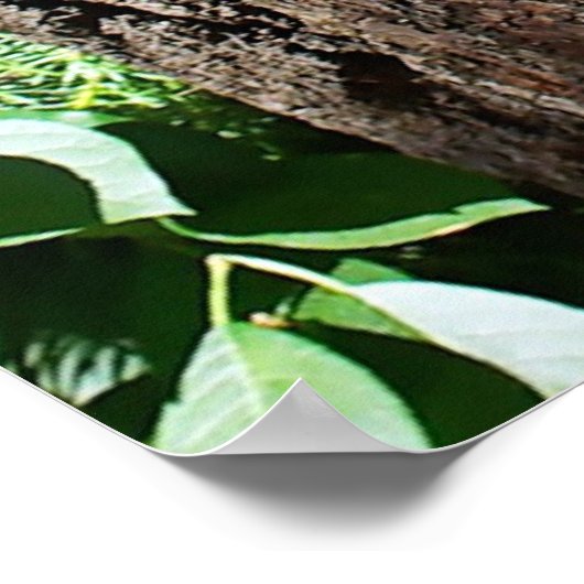 Raccoon - de drie amigos poster (Hoek)