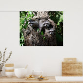 Raccoon - de drie amigos poster (Keuken)