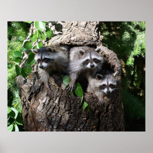 Raccoon - de drie amigos poster