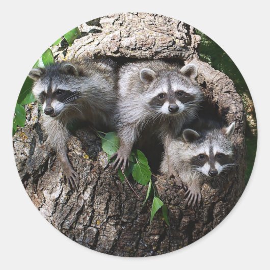 Raccoon - de drie amigos ronde sticker (Voorkant)