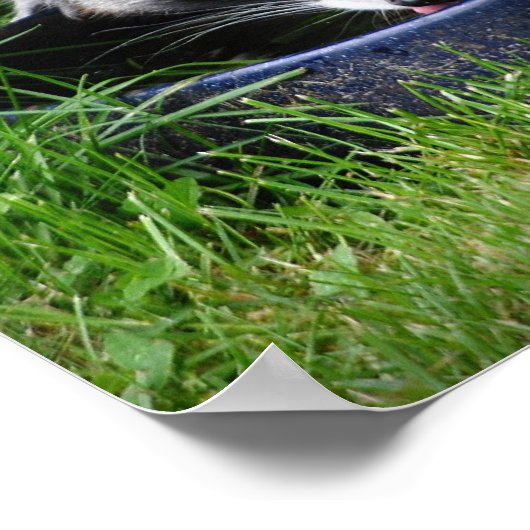 Raccoon Drink afdrukken Poster (Hoek)