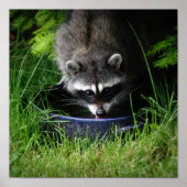 Raccoon Drink afdrukken Poster (Voorkant)