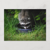 Raccoon Drink Briefkaart (Voorkant)