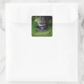 Raccoon Drink Sticker (Tas)
