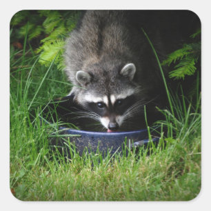Raccoon Drink Sticker