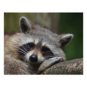 Raccoon Foto Afdruk (Voorkant)