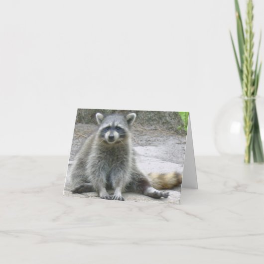 Raccoon Foto gevouwen Note Kaart (Voorkant)