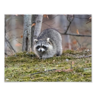 Raccoon foto vergroting foto afdruk