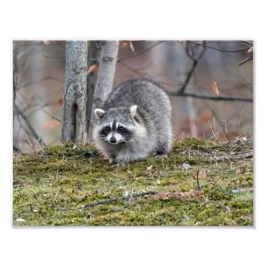 Raccoon foto vergroting foto afdruk (Voorkant)