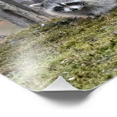 Raccoon foto vergroting foto afdruk (Hoek)