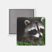 Raccoon fotomagneet magneet (Voorkant / Achterkant)