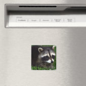 Raccoon fotomagneet magneet (Insitu (Vaatwasser))