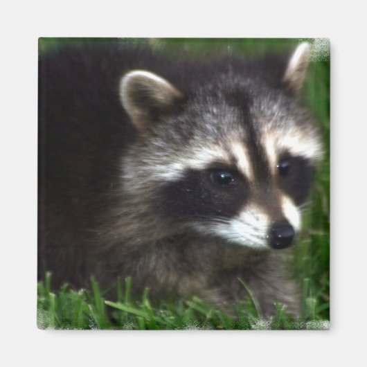 Raccoon fotomagneet magneet (Voorkant)