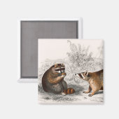 Raccoon  geïllustreerd magneet (Voorkant / Achterkant)