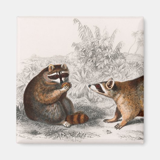 Raccoon  geïllustreerd magneet (Voorkant)