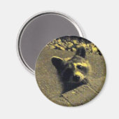 Raccoon ~ Gezicht van een Angel Magneet (Voorkant / Achterkant)
