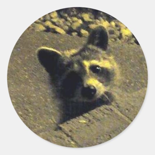 Raccoon ~ Gezicht van een Angel Ronde Sticker (Voorkant)